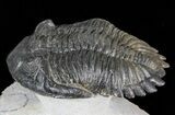 Flying Hollardops Trilobite - Nice Preperation #45597-2